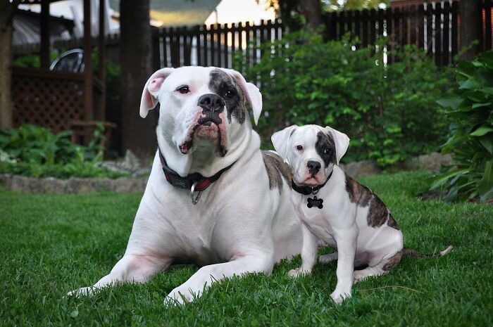 “Seeing Double Edits”: 34 Animals Meet Their Younger Selves In Adorable Photo Edits