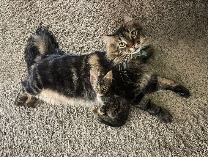 “Seeing Double Edits”: 34 Animals Meet Their Younger Selves In Adorable Photo Edits