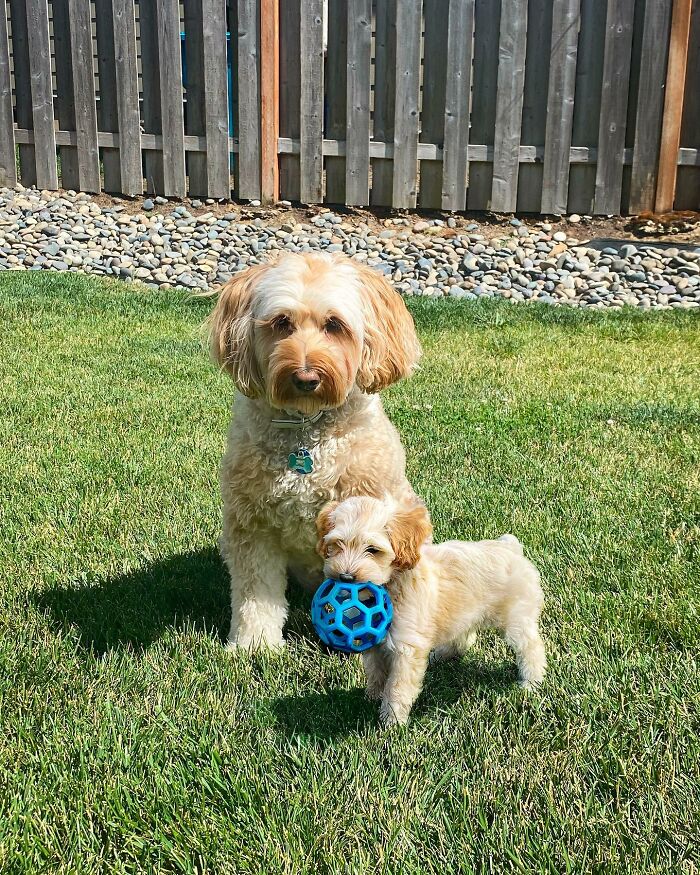 “Seeing Double Edits”: 34 Animals Meet Their Younger Selves In Adorable Photo Edits