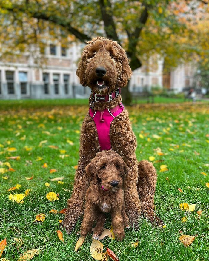 “Seeing Double Edits”: 34 Animals Meet Their Younger Selves In Adorable Photo Edits