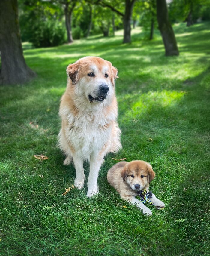 “Seeing Double Edits”: 34 Animals Meet Their Younger Selves In Adorable Photo Edits