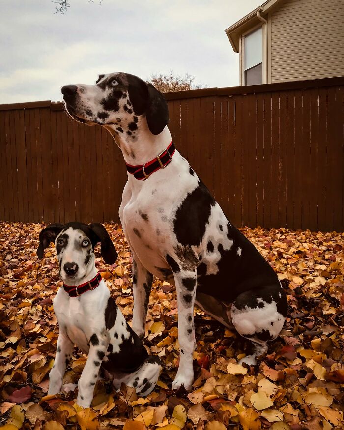 “Seeing Double Edits”: 34 Animals Meet Their Younger Selves In Adorable Photo Edits