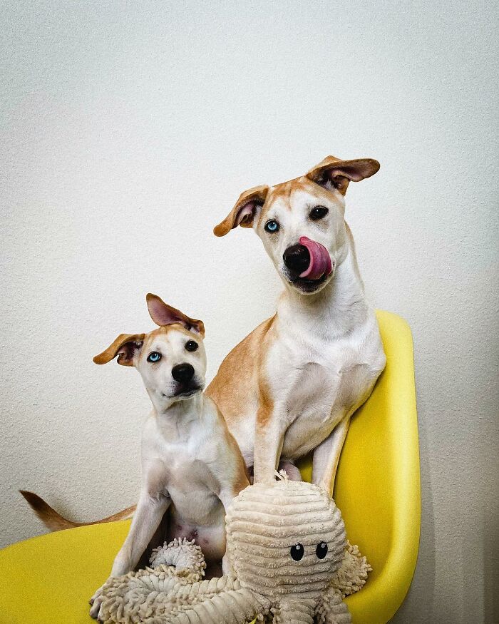 “Seeing Double Edits”: 34 Animals Meet Their Younger Selves In Adorable Photo Edits