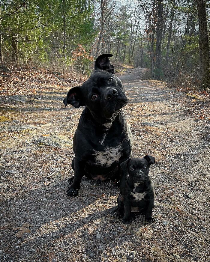 “Seeing Double Edits”: 34 Animals Meet Their Younger Selves In Adorable Photo Edits