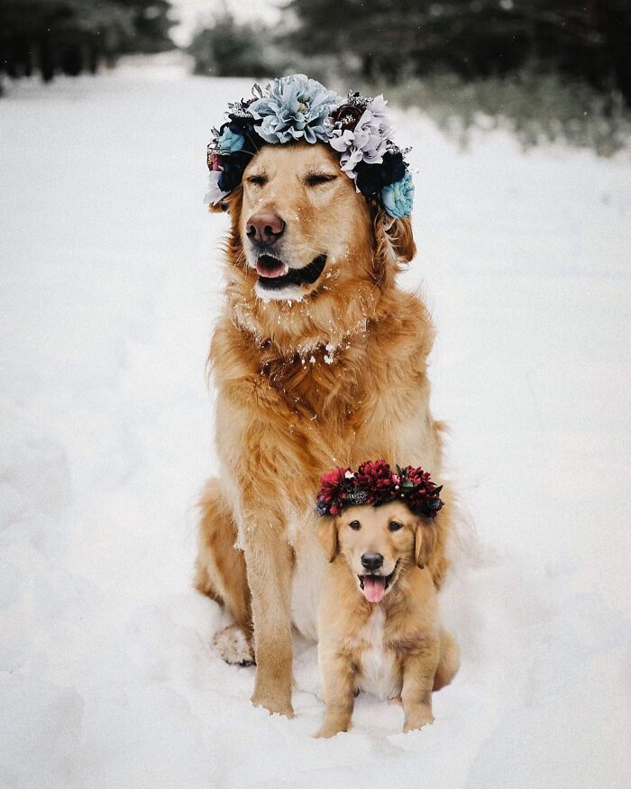 “Seeing Double Edits”: 34 Animals Meet Their Younger Selves In Adorable Photo Edits