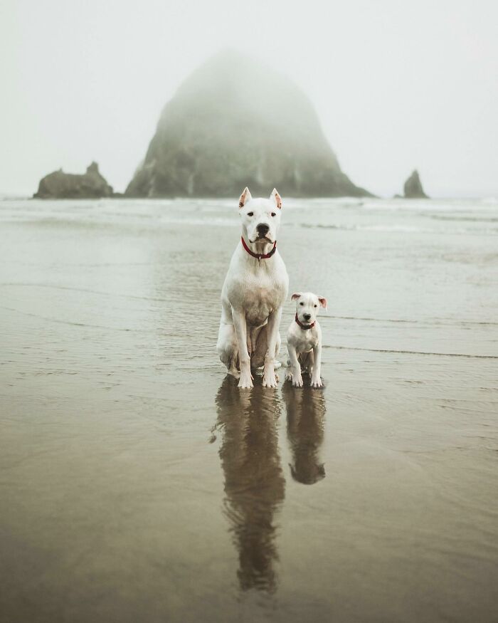 “Seeing Double Edits”: 34 Animals Meet Their Younger Selves In Adorable Photo Edits