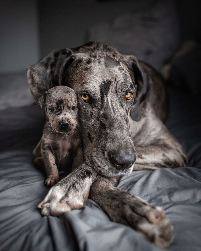 “Seeing Double Edits”: 34 Animals Meet Their Younger Selves In Adorable Photo Edits
