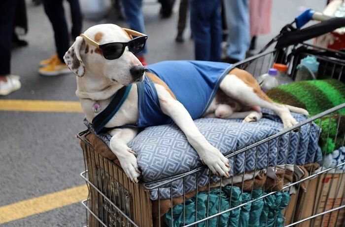 110 Powerful Street Photos That Reveal The Beauty Of Everyday Life