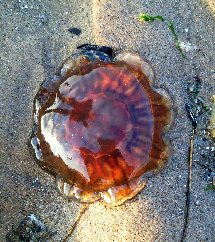 106 Interesting And Bizarre Things People Found At The Beach (New Pics)