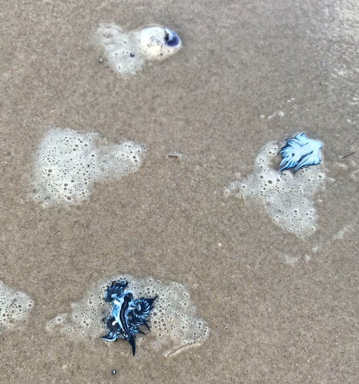 106 Interesting And Bizarre Things People Found At The Beach (New Pics)