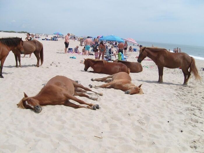 106 Interesting And Bizarre Things People Found At The Beach (New Pics)