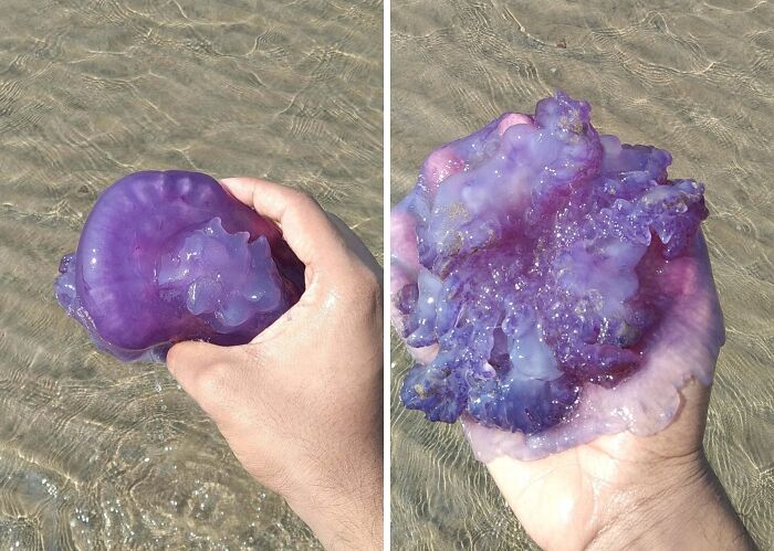 106 Interesting And Bizarre Things People Found At The Beach (New Pics)