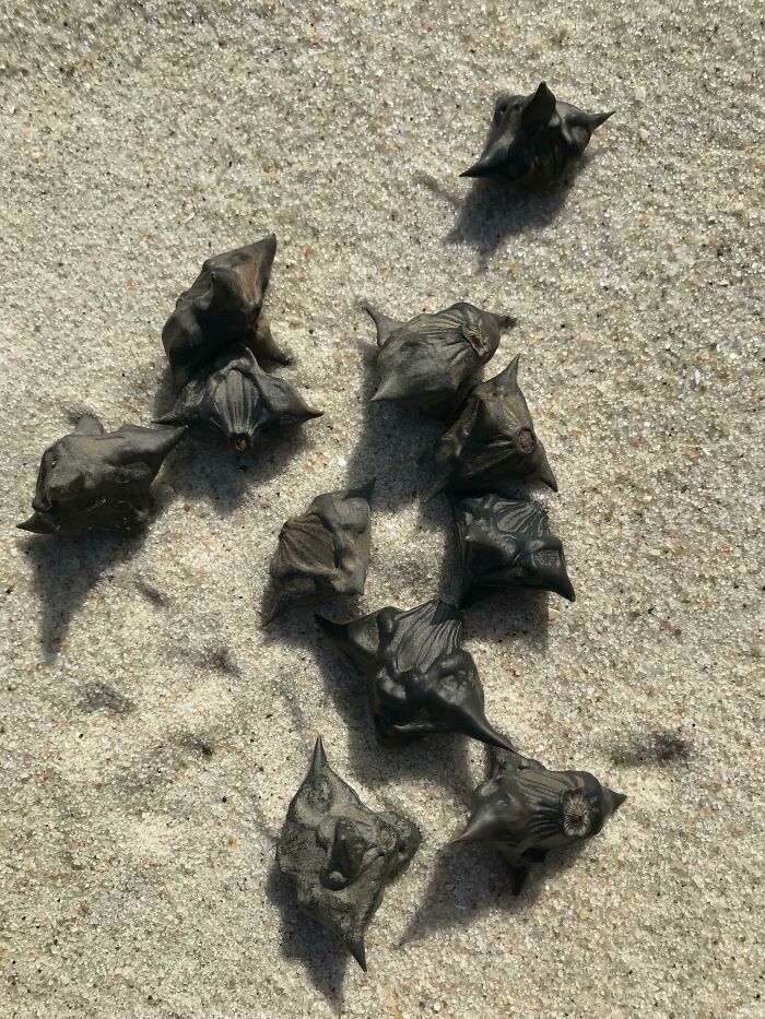 106 Interesting And Bizarre Things People Found At The Beach (New Pics)
