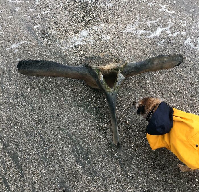 106 Interesting And Bizarre Things People Found At The Beach (New Pics)