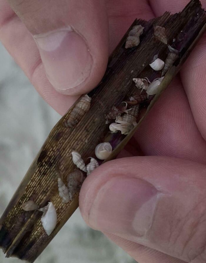 106 Interesting And Bizarre Things People Found At The Beach (New Pics)