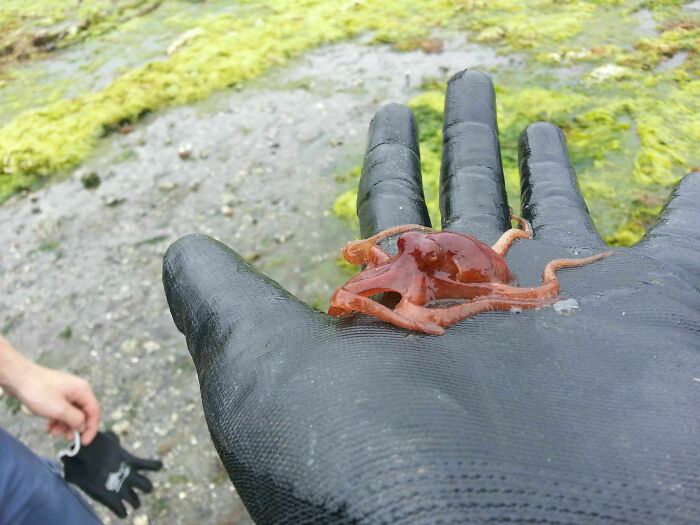 106 Interesting And Bizarre Things People Found At The Beach (New Pics)