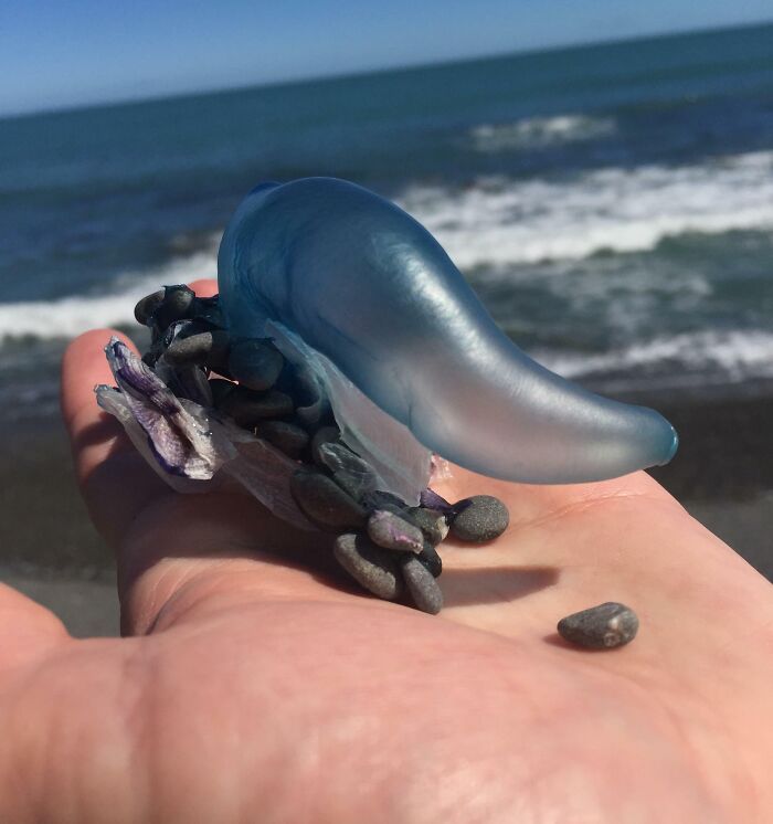 106 Interesting And Bizarre Things People Found At The Beach (New Pics)