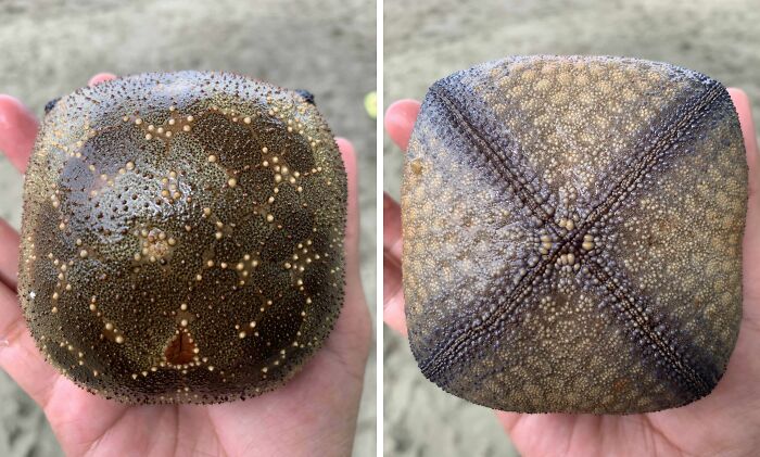 106 Interesting And Bizarre Things People Found At The Beach (New Pics)