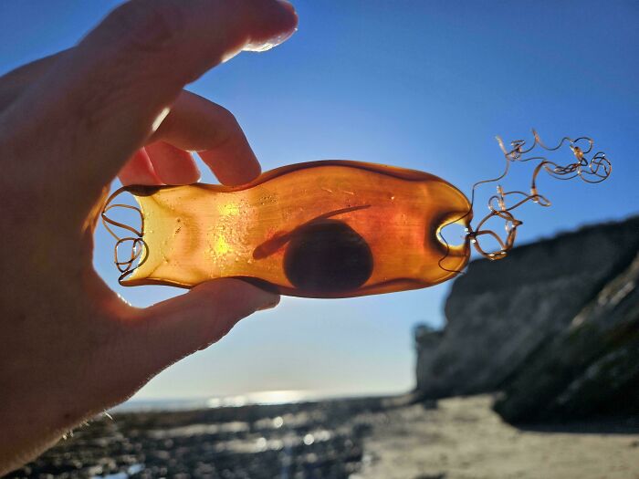 106 Interesting And Bizarre Things People Found At The Beach (New Pics)