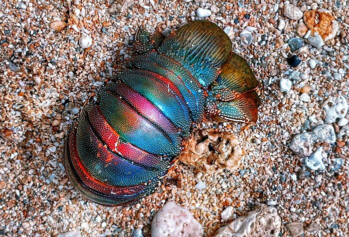 106 Interesting And Bizarre Things People Found At The Beach (New Pics)
