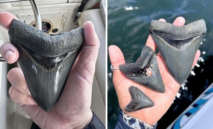 106 Interesting And Bizarre Things People Found At The Beach (New Pics)