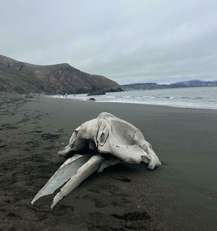 106 Interesting And Bizarre Things People Found At The Beach (New Pics)