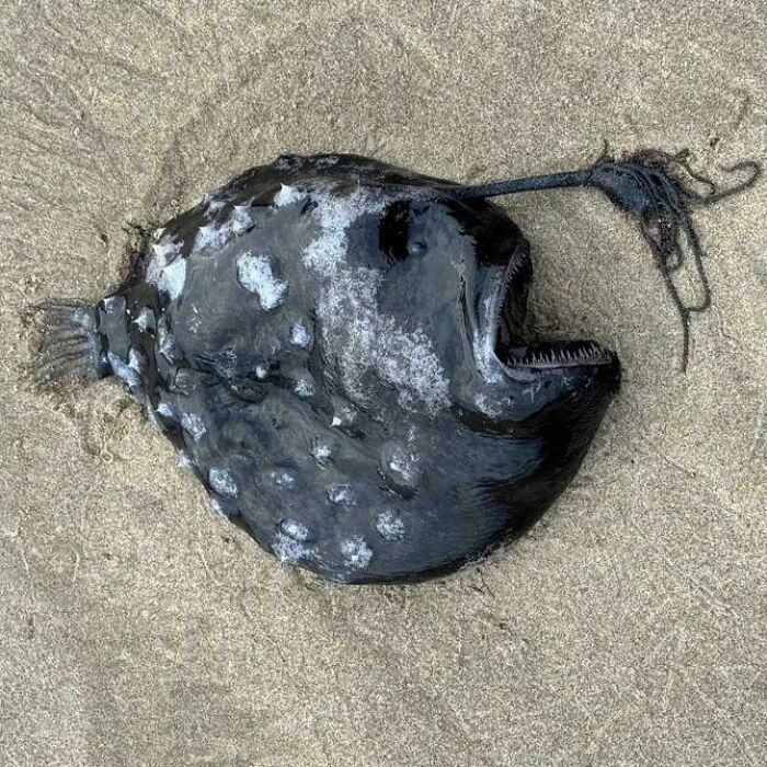 106 Interesting And Bizarre Things People Found At The Beach (New Pics)
