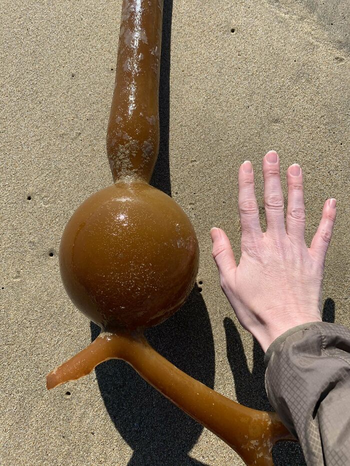 106 Interesting And Bizarre Things People Found At The Beach (New Pics)