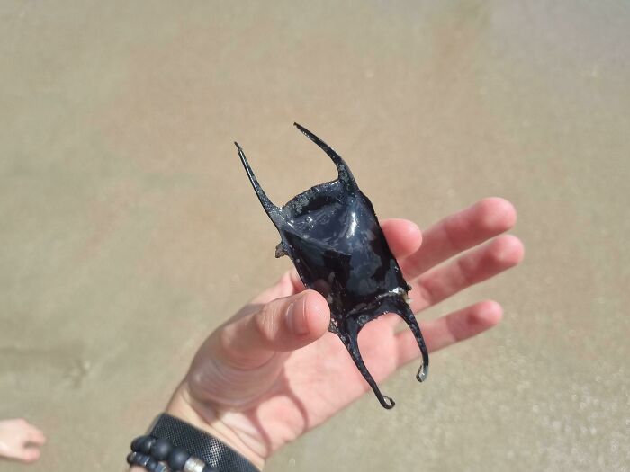 106 Interesting And Bizarre Things People Found At The Beach (New Pics)