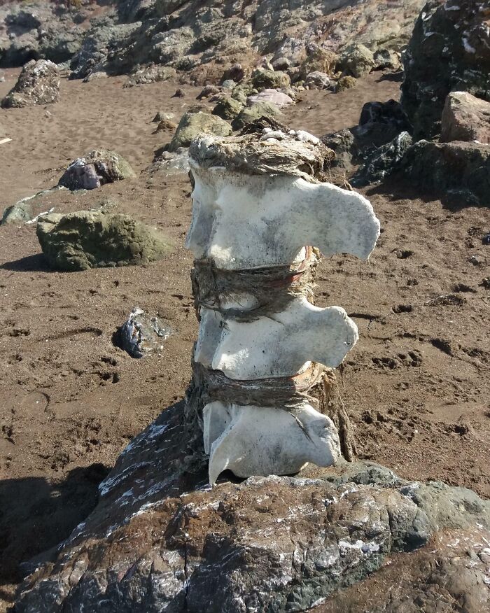 106 Interesting And Bizarre Things People Found At The Beach (New Pics)
