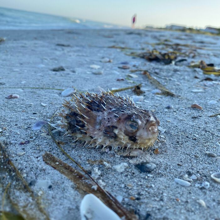 106 Interesting And Bizarre Things People Found At The Beach (New Pics)