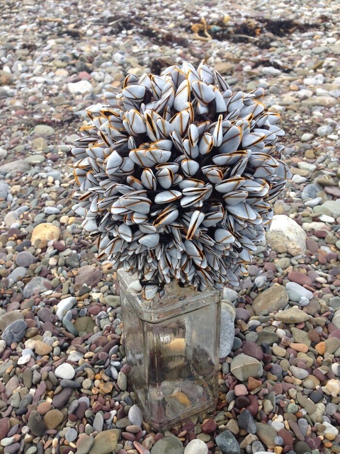 106 Interesting And Bizarre Things People Found At The Beach (New Pics)