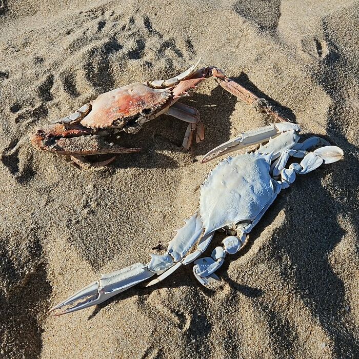 106 Interesting And Bizarre Things People Found At The Beach (New Pics)
