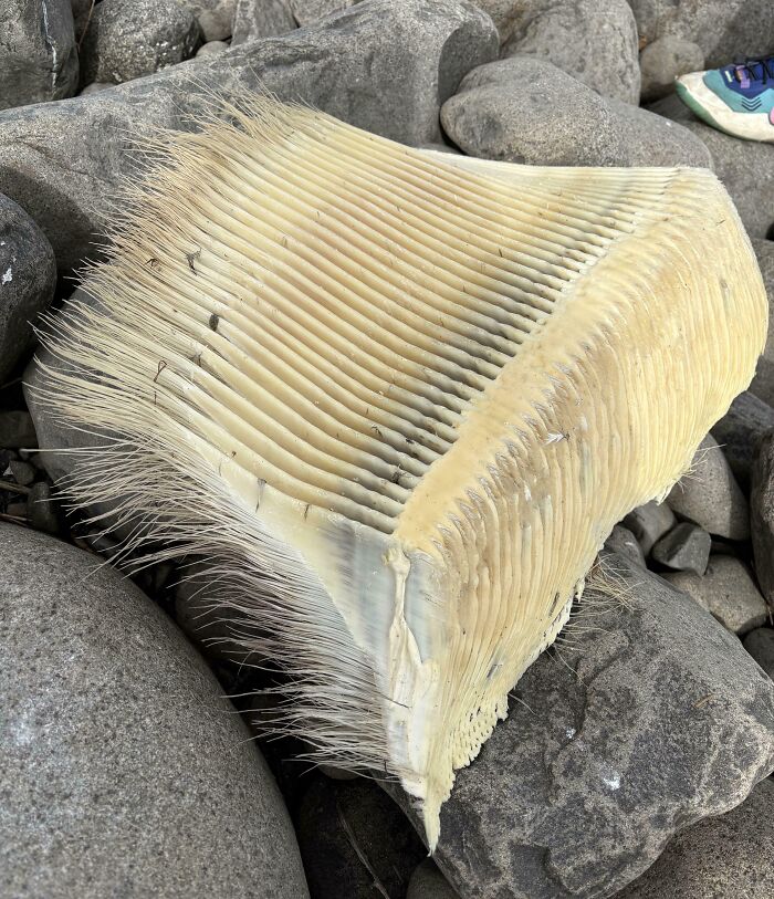 106 Interesting And Bizarre Things People Found At The Beach (New Pics)