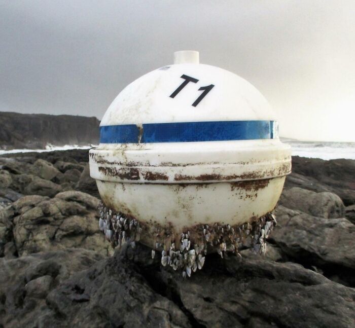 106 Interesting And Bizarre Things People Found At The Beach (New Pics)
