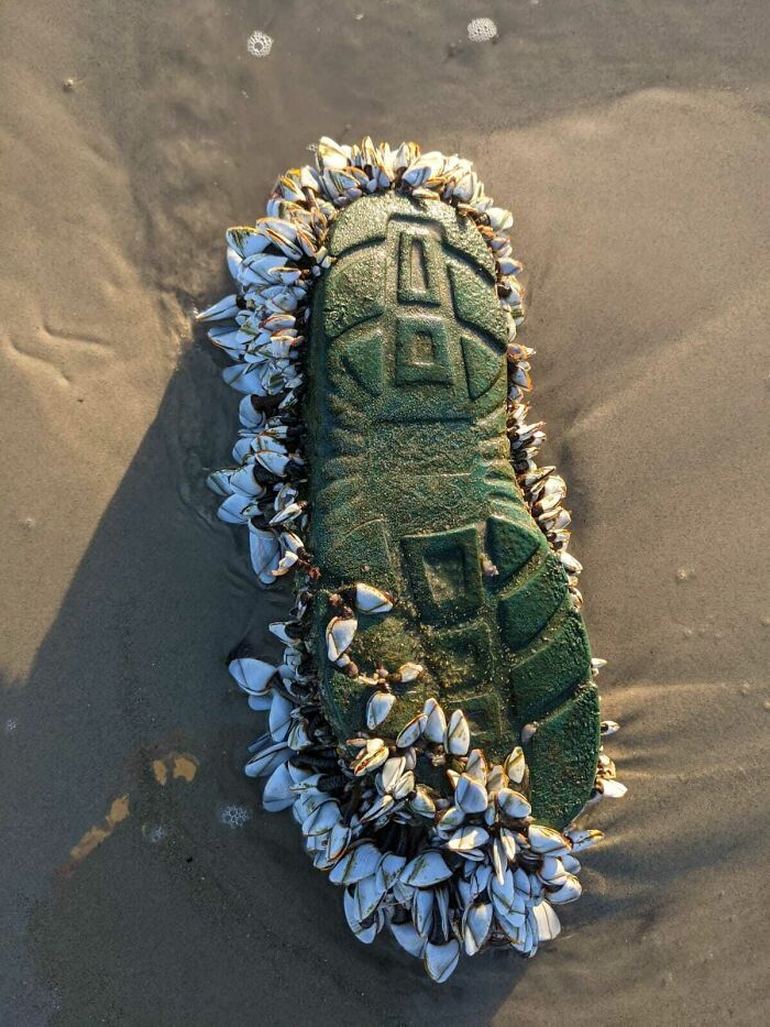 106 Interesting And Bizarre Things People Found At The Beach (New Pics)