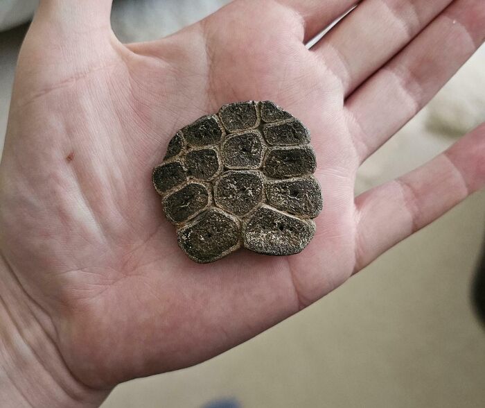 106 Interesting And Bizarre Things People Found At The Beach (New Pics)