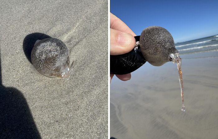 106 Interesting And Bizarre Things People Found At The Beach (New Pics)