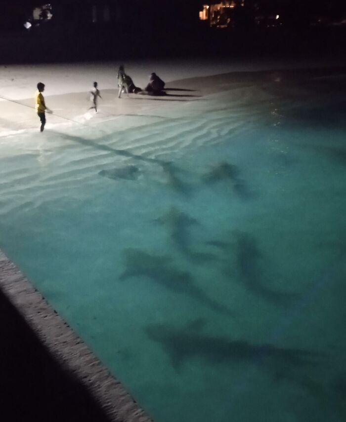 106 Interesting And Bizarre Things People Found At The Beach (New Pics)