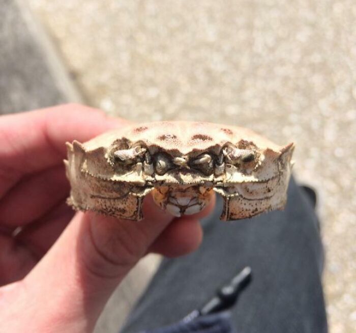 106 Interesting And Bizarre Things People Found At The Beach (New Pics)