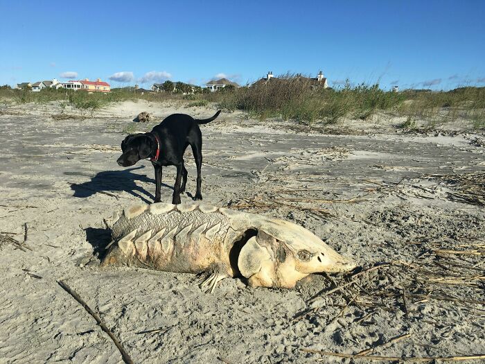 106 Interesting And Bizarre Things People Found At The Beach (New Pics)