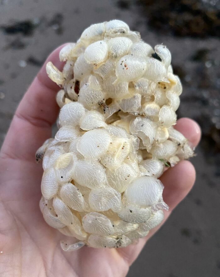 106 Interesting And Bizarre Things People Found At The Beach (New Pics)