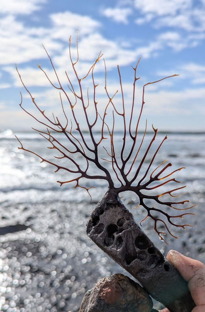106 Interesting And Bizarre Things People Found At The Beach (New Pics)