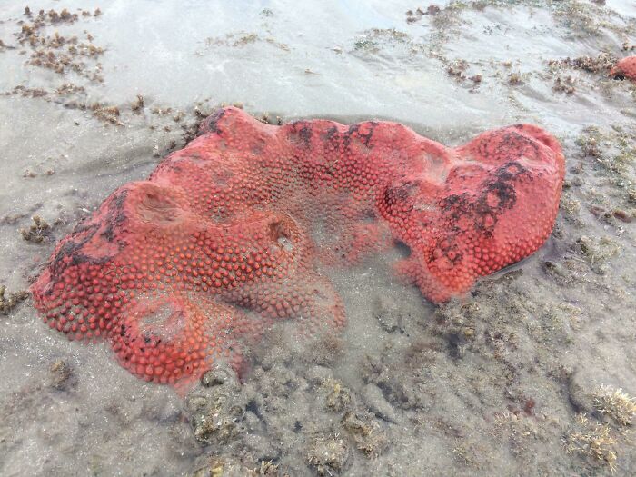 106 Interesting And Bizarre Things People Found At The Beach (New Pics)