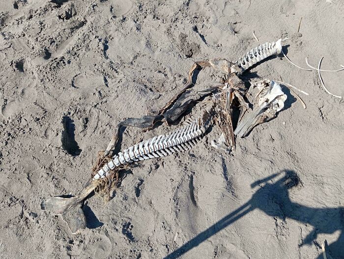 106 Interesting And Bizarre Things People Found At The Beach (New Pics)