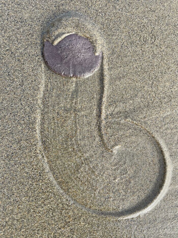 106 Interesting And Bizarre Things People Found At The Beach (New Pics)