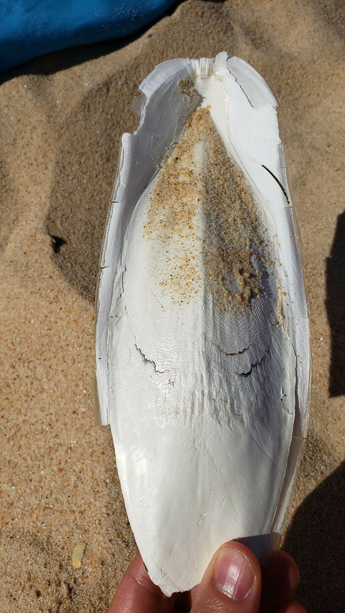 106 Interesting And Bizarre Things People Found At The Beach (New Pics)