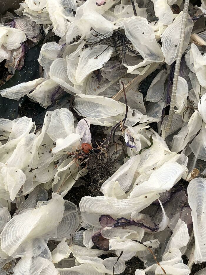 106 Interesting And Bizarre Things People Found At The Beach (New Pics)
