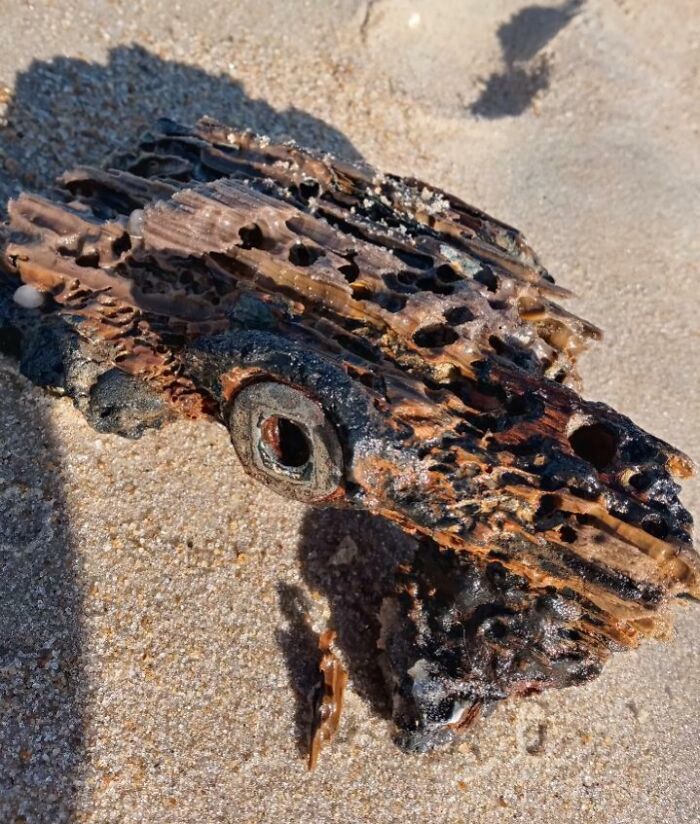 106 Interesting And Bizarre Things People Found At The Beach (New Pics)
