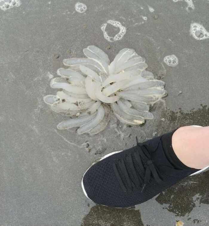 106 Interesting And Bizarre Things People Found At The Beach (New Pics)